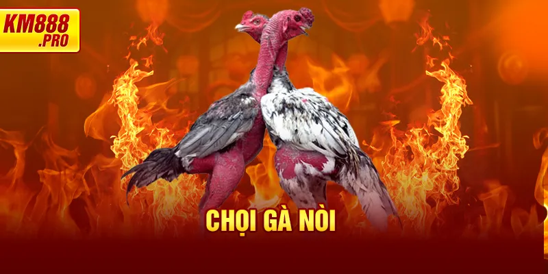 Chọi gà nòi