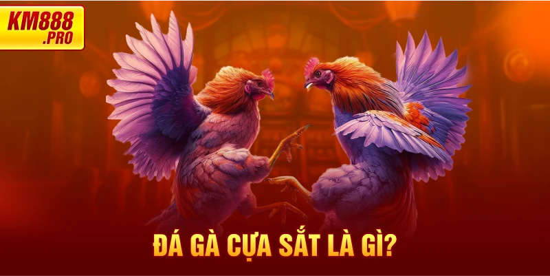 Đá gà cựa sắt là gì?