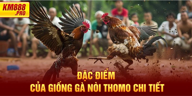 Đặc điểm của giống gà nòi thomo chi tiết