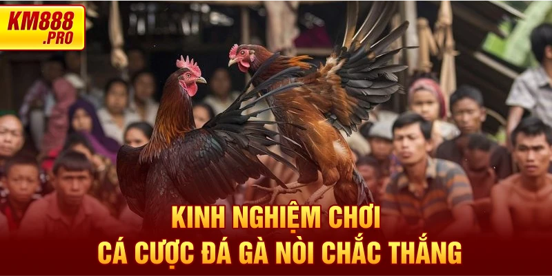 Kinh nghiệm chơi cá cược Đá Gà Nòi chắc thắng